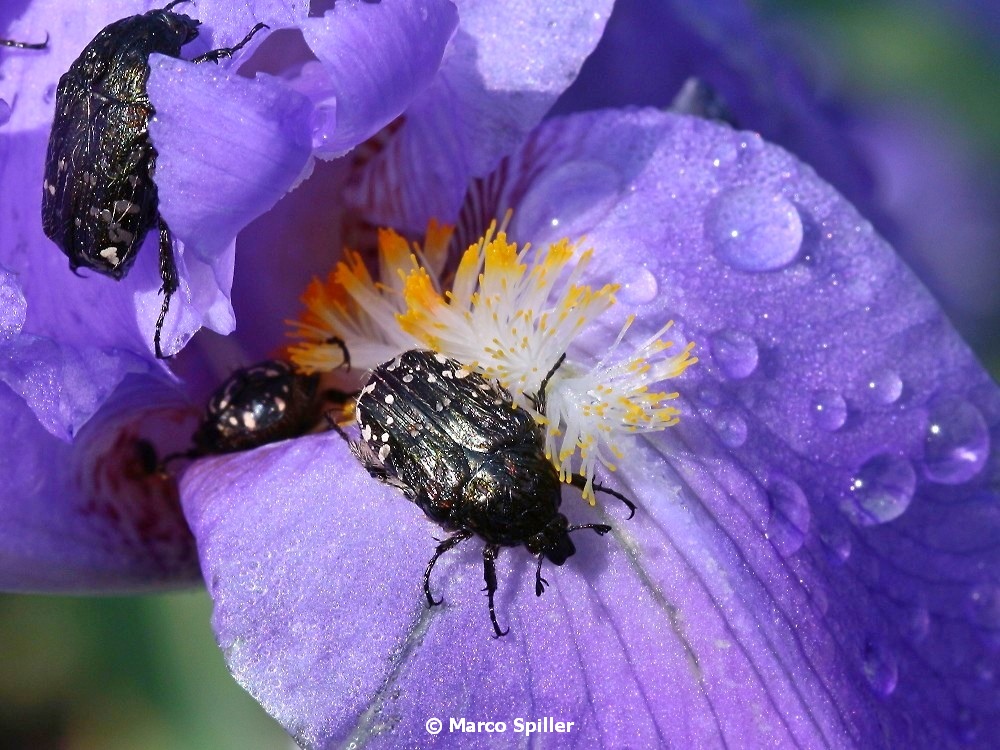 Oxythyrea funesta (Cetoniidae) su orchidea